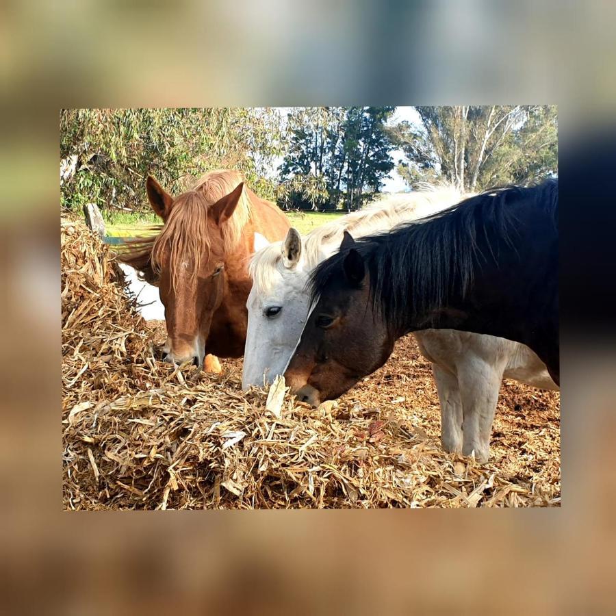 Posada Rural La Corbera Утрера Екстериор снимка